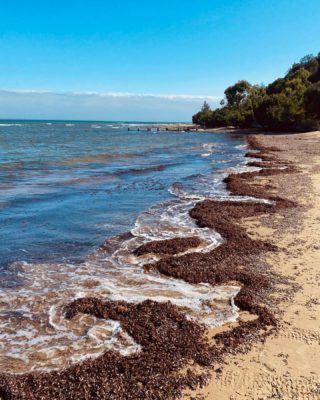Slowly sampling all of the peninsula’s beaches. Balnarring beach is definitely the warmest so far, though it may have a slight seaweed problem. But when you know peeps with this view there’s really no contest. 

#morningtonpeninsula #beachdays #beachlife #summervibes #goodtimes